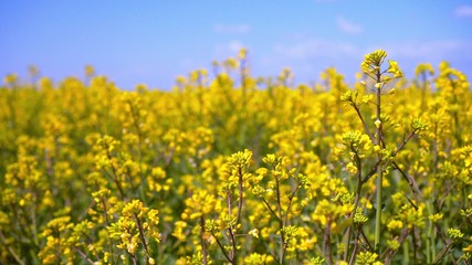 Obraz premium Yellow rapeseed flowers and sky with clouds above them.