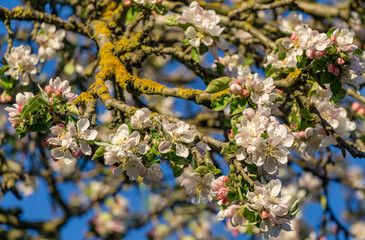 Blossoming very old apple tree against the blue spring sky. Close-up white apple flowers. Selective focus. Sunny evening. Nature concept for design.