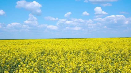 Yellow rapeseed flowers and sky with clouds above them.