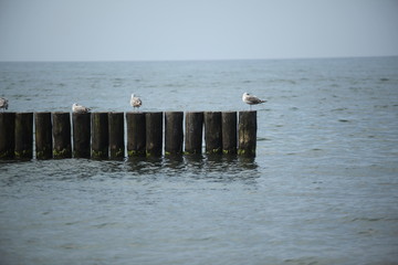 Seagull's