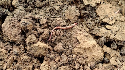 Earthworm crawling on brown dug up the ground.