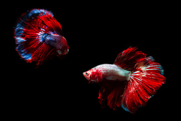 Capture the moving moment of siamese fighting fish, Two betta fish isolated on black background,Betta fish isolated on black background