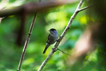 Mönchsgrasmücke, Singvogel