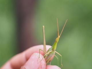 The hand that is holding the grasshopper