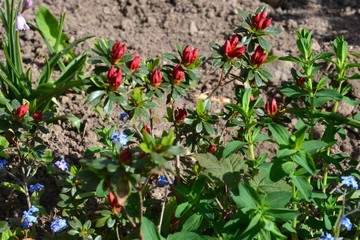 Frühlingserwachen - Azalie - Azaleen