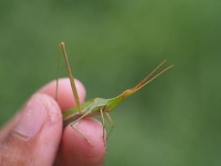 The hand that is holding the grasshopper