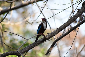 Naklejka premium Common Indian kingfisher bird on a tree closeup