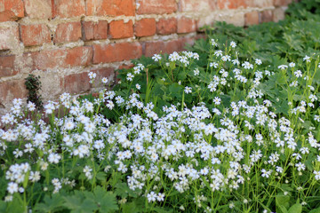 Obraz na płótnie Canvas Beautiful white spring flowers bloomed in the meadow. Colorful background for wallpaper or desktop. The beauty of nature. Green leaves and white flowers against a brick wall background 