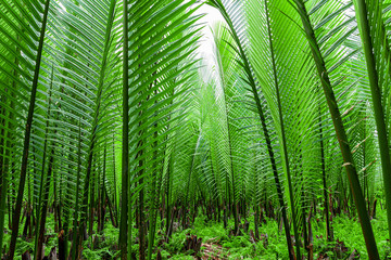 Fototapeta na wymiar Tropical jungle palm leaf ,Palm branch. Leaves of a palm tree, close-up.