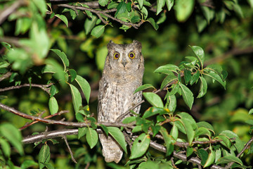 a small eared owl on a branch of a tree with green leaves in the garden