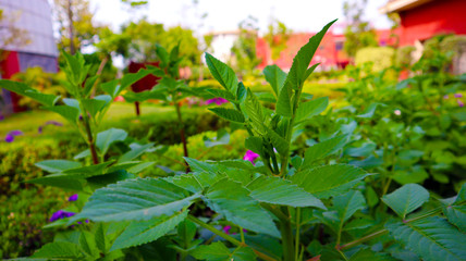 green grass and plants with tiny flowers in garden
