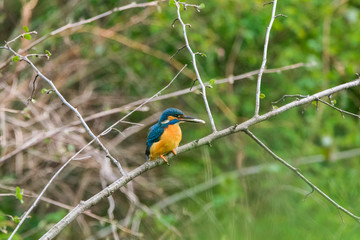 Eisvogel mit Beute 2