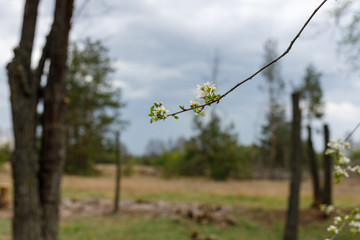 flowering apple tree before a thunderstorm