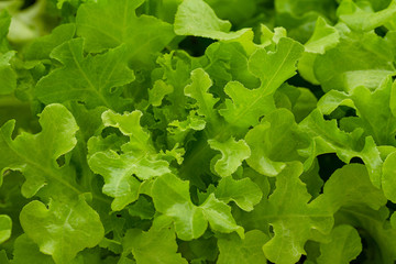 Detail of leaf of green salad. Macro photography of fresh green vegetable.Perfect Salad,Young cabbage (brassica oleracea) in the garden on a path