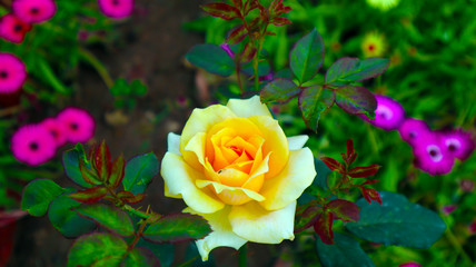 Yellow and colorful roses