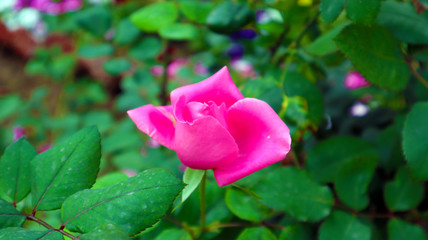Beautiful pink rose in garden