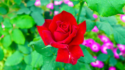 Red rose of love in park