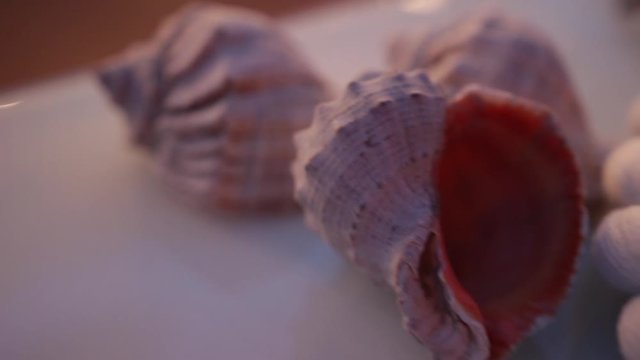 Nautical party decoration: multicolor seashells with white spots and a white ship rope on light grey surface, close-up.