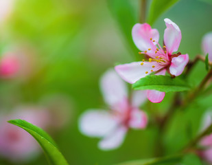 Flowering pink almonds in garden.