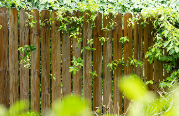 Obraz premium garden with the wooden fence