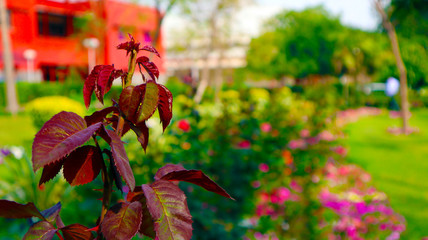 green grass and plants with tiny flowers in garden