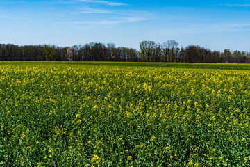 Rapeseed field begins to bloom in early spring, czech