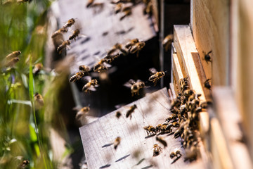 Bienen, Honigproduktion, Imkerei