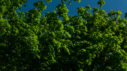 Gałęzie i liście na drzewie.