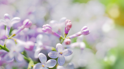 Blooming lilac