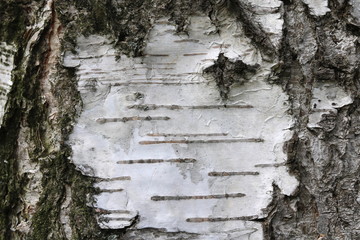 pattern of birch bark with black birch stripes on white birch bark and with wooden birch bark...