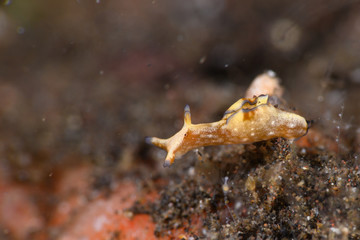 アメフラシ（アプリシアニグロチンクタ）