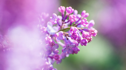 Fototapeta na wymiar Blooming lilac