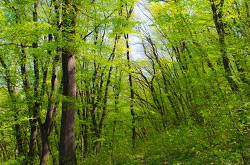 spring foliage in the Crimean forest