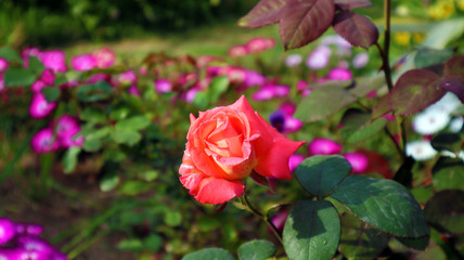 Beautiful pink rose in garden