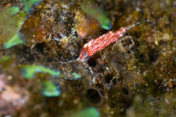 ウツセミミノウミウシ