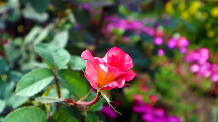 Beautiful pink rose in garden