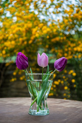 A bouquet of three violet tulips