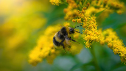 bumblebee collects flower nectar of goldenrod