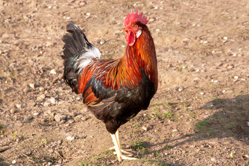 Coq, race gauloise dorée