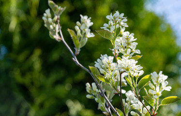 White blossoms of Amelanchier canadensis, serviceberry, shadberry or Juneberry tree on green background. Selective focus close-up. Landscape for any wallpaper. There is place for text
