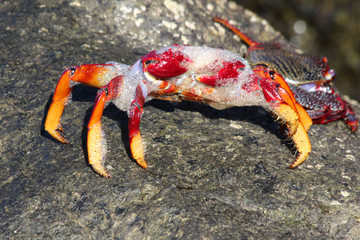rote_Klippenkrabbe