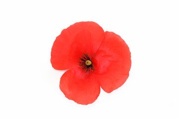 natural red poppy flower with petals on a white background