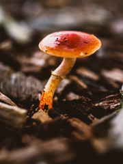 mushroom in the forest