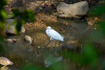 Little Egret Egretta garzetta  in bhopal