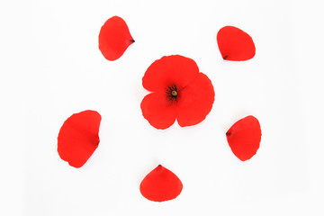 natural red poppy flower with petals on a white background
