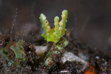 フリソデミドリガイ