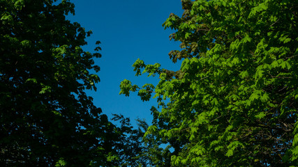 Gałęzie i liście na drzewie. © Bernadeta