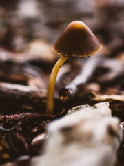 mushroom in the forest