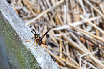 Paper Wasp Collecting Wood Pulp