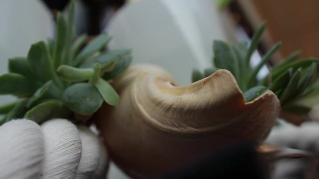 Nautical party decoration: green succulent plants on white ship rope and big spiral seashell on black surface box in slow motion. 